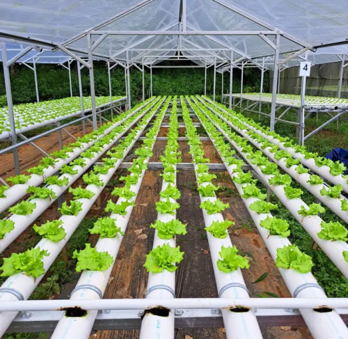 Revolutionize with Our Marijuana Grow System: Economical, Ingeniously Designed, Great Supply